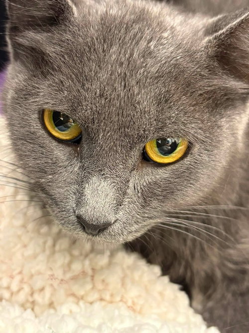 picture of the cat needing adoption