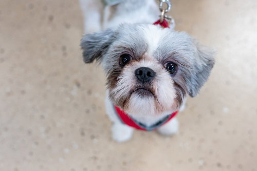 picture of the dog needing adoption