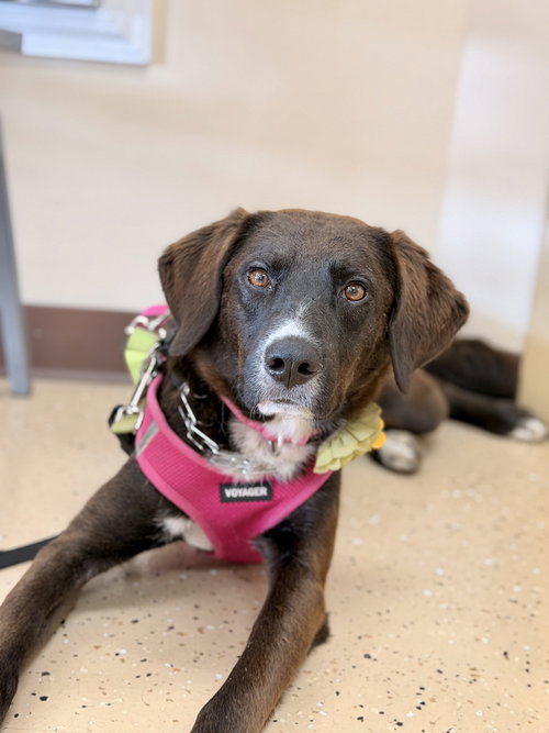 Photo 2 of Cheyenne