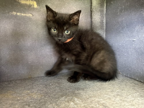 picture of the cat needing adoption
