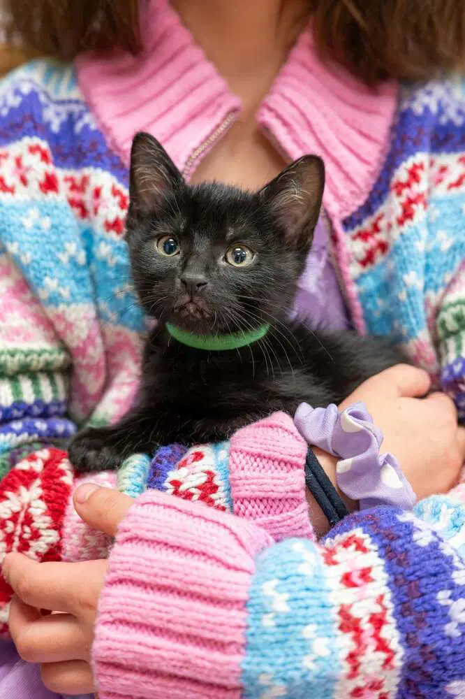 Green Day - Domestic Short Hair