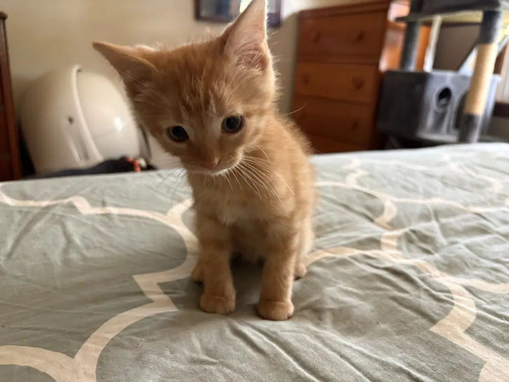 Blink - Domestic Short Hair