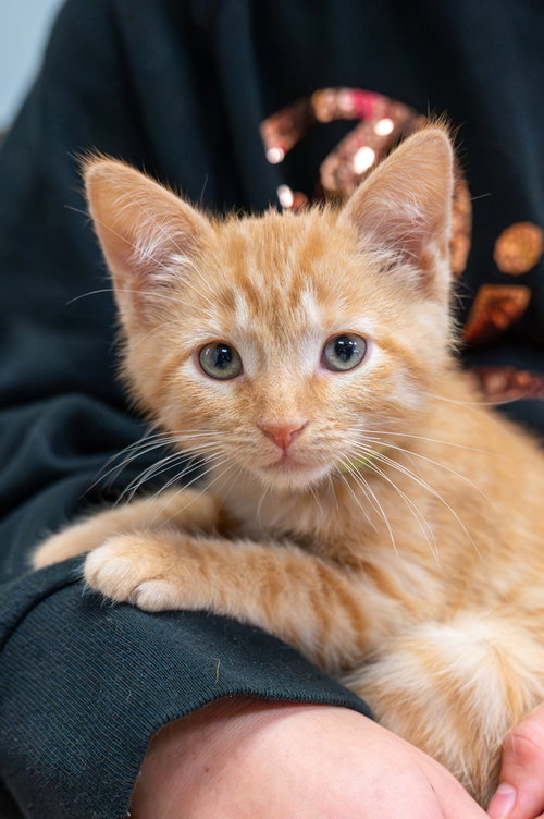 picture of the cat needing adoption