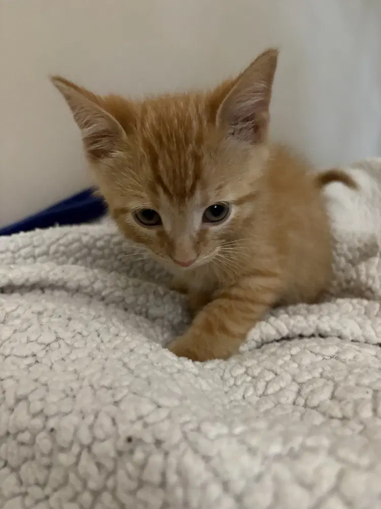 Simple Plan - Domestic Short Hair