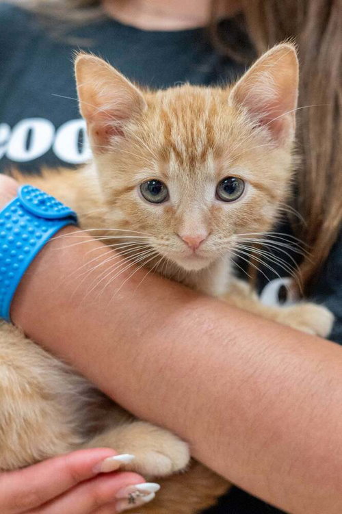 picture of the cat needing adoption