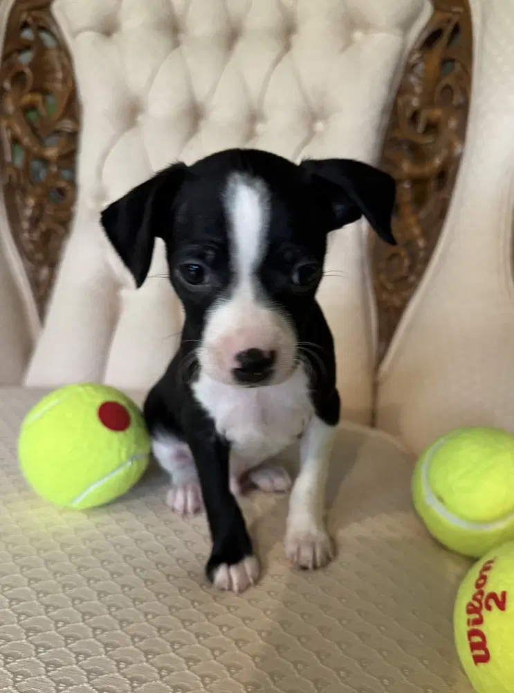 Ashe - Chihuahua