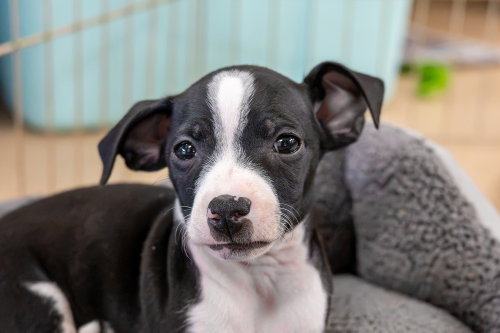 picture of the dog needing adoption