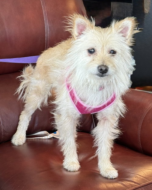 picture of the dog needing adoption