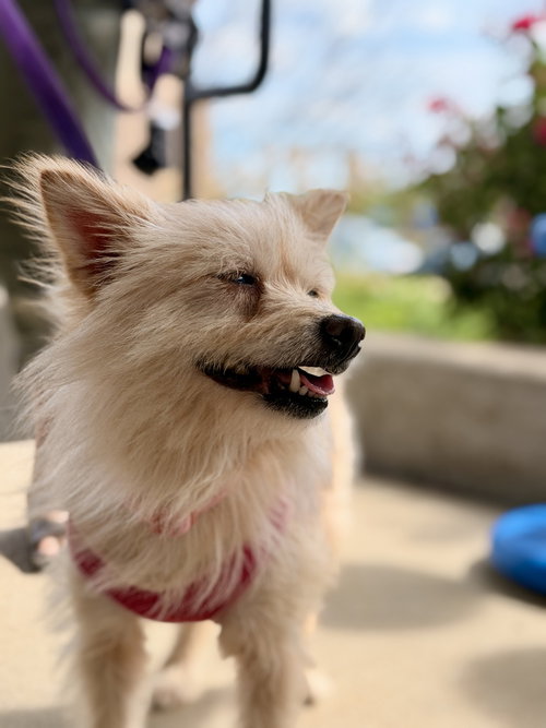 Photo 2 of Sweetie Pie
