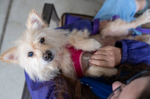 Photo 3 of Sweetie Pie