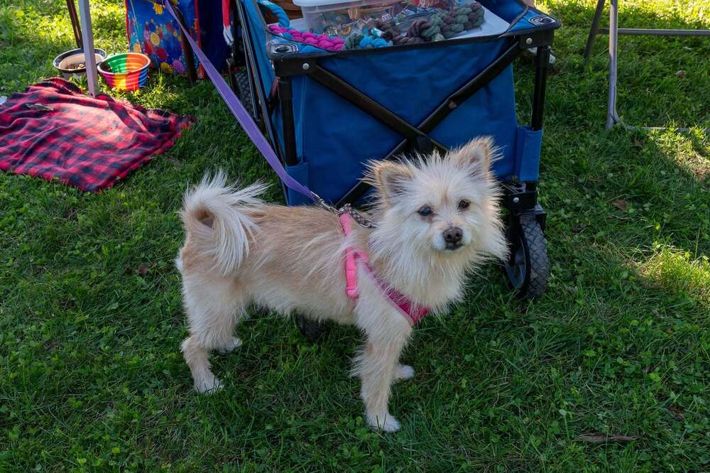 Sweetie Pie, photo 2