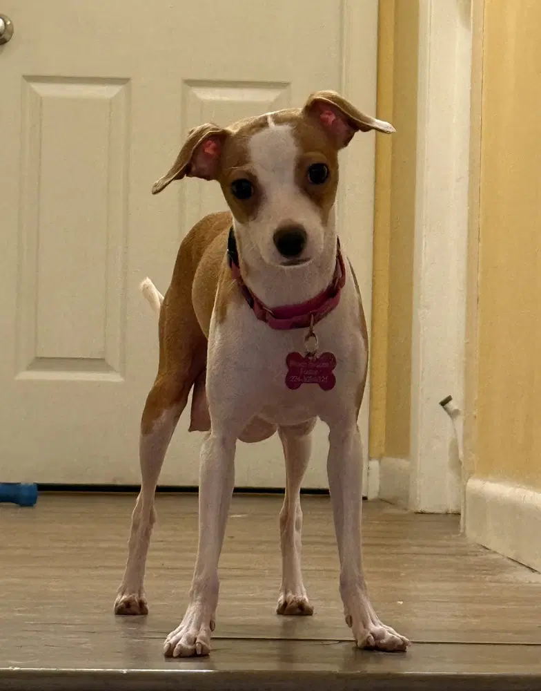 Jolene - Italian Greyhound
