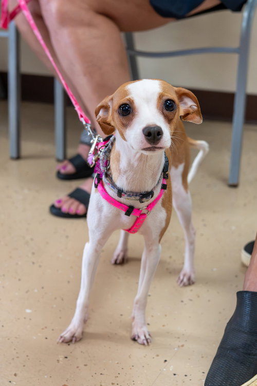 picture of the dog needing adoption