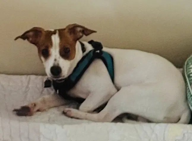 Chester - Jack Russell Terrier