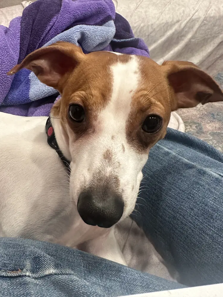 Chester - Jack Russell Terrier