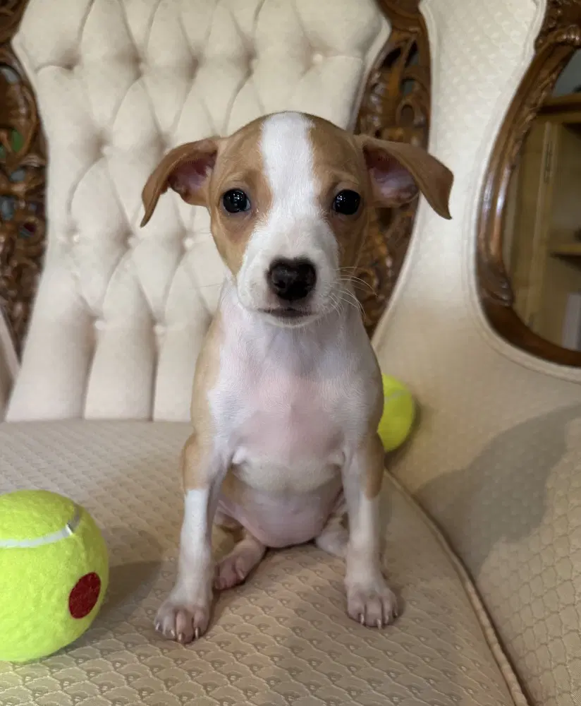 Love Love - Chihuahua