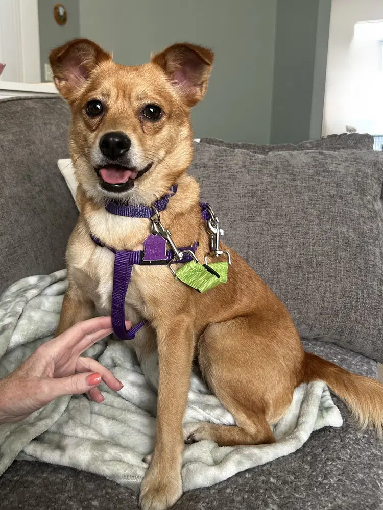 Junie - Terrier