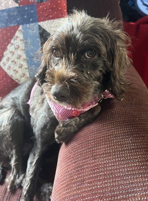 picture of the dog needing adoption