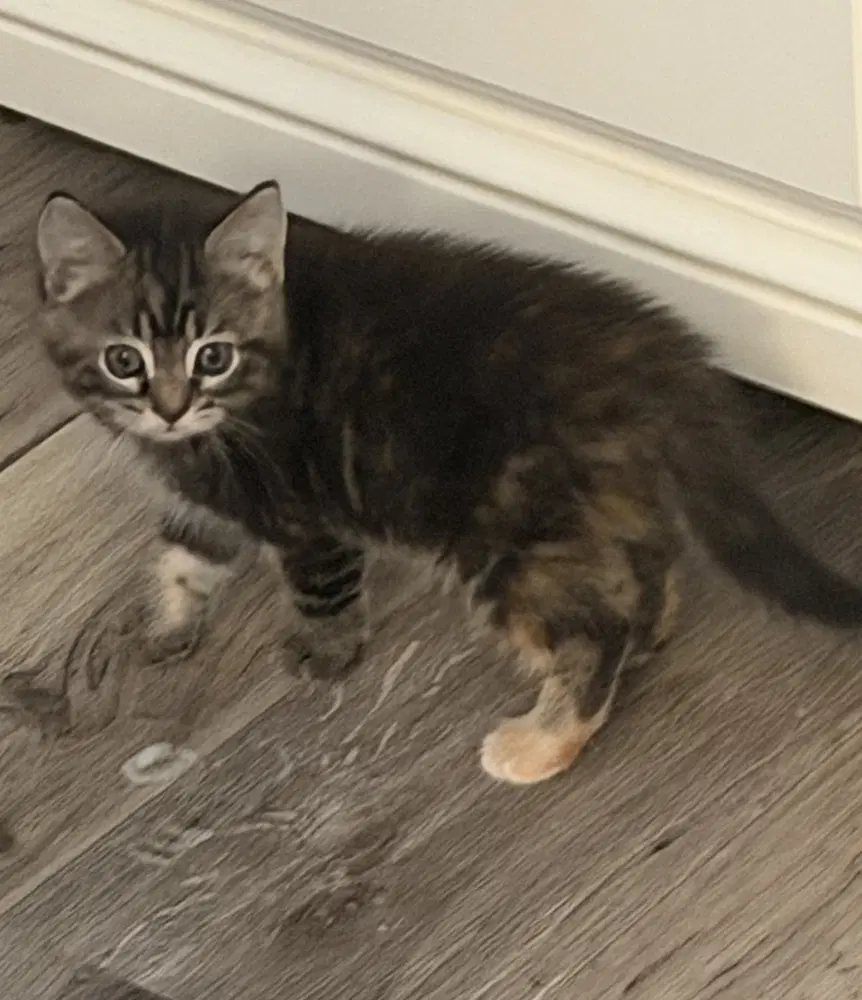 Marie - Domestic Short Hair
