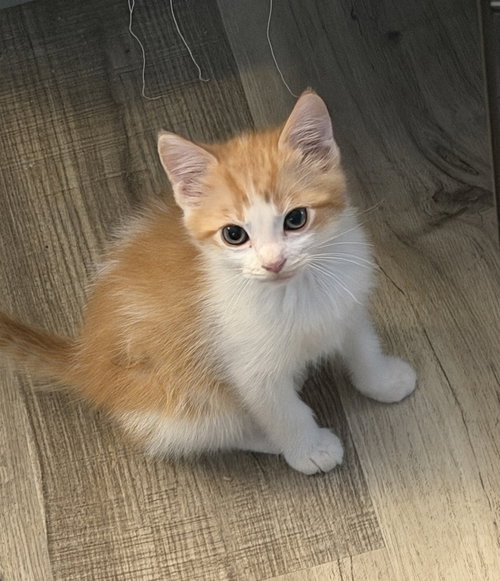 picture of the cat needing adoption