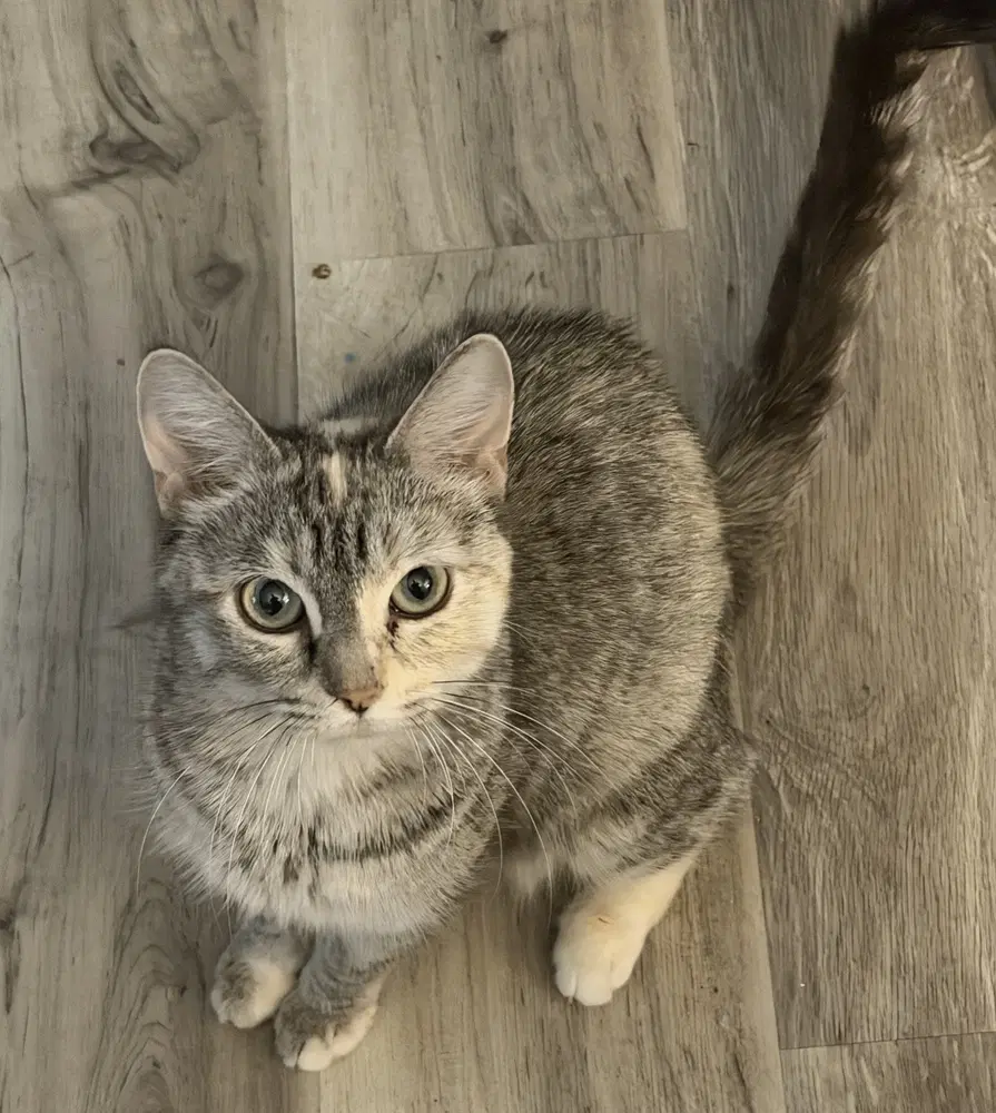 Duchess - Calico