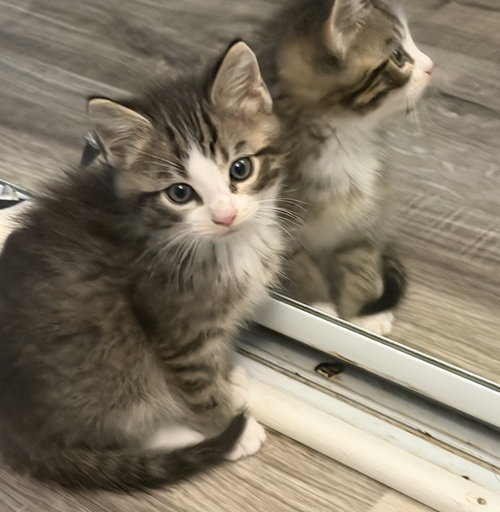 picture of the cat needing adoption