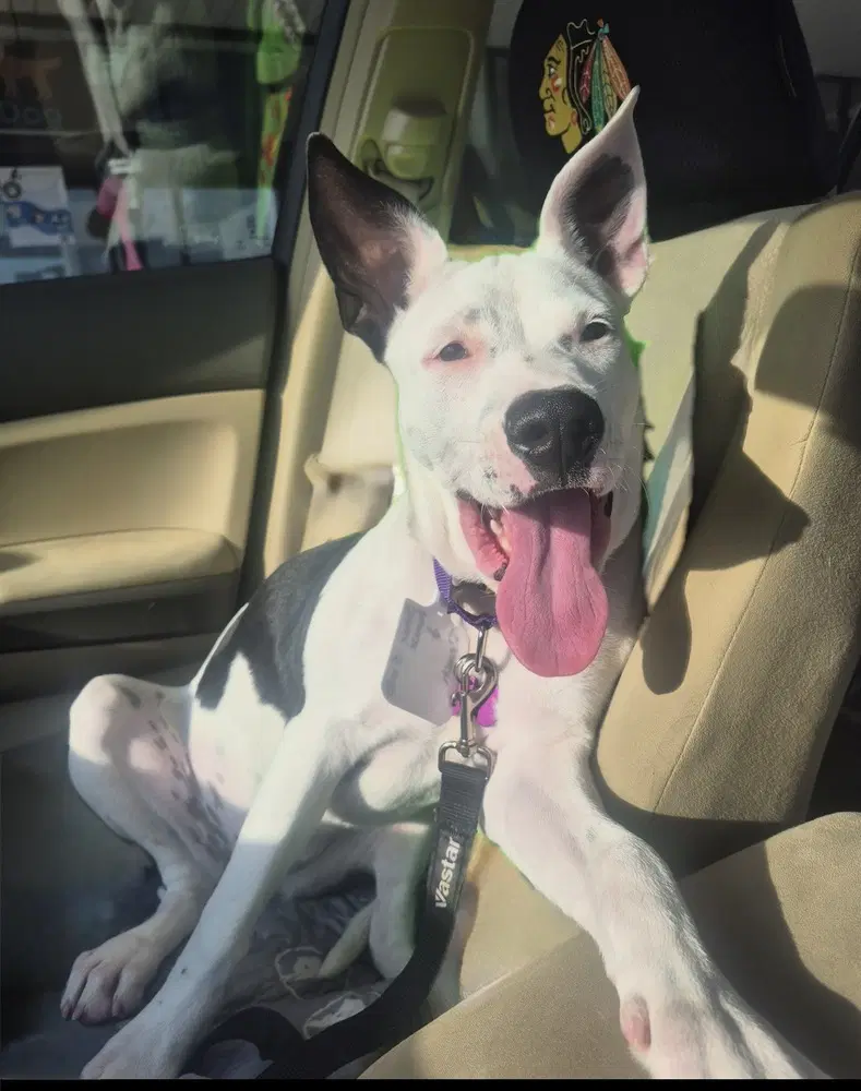 Stevie Nicks - Pit Bull Terrier