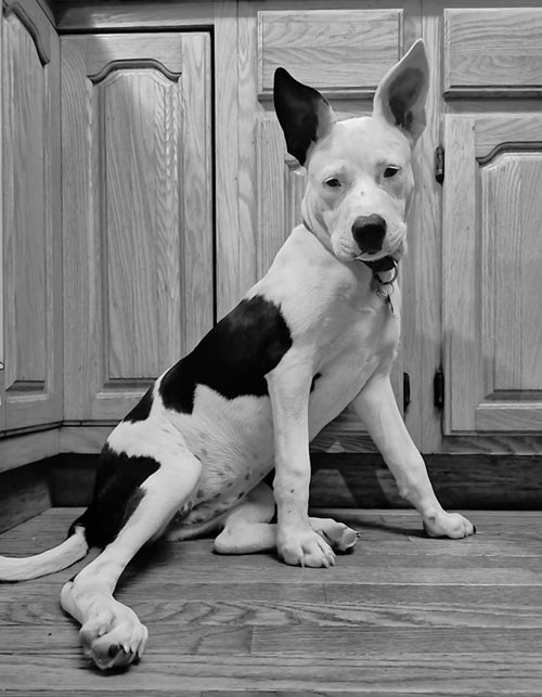 Stevie Nicks, a dog for adoption from REACH Rescue, Inc