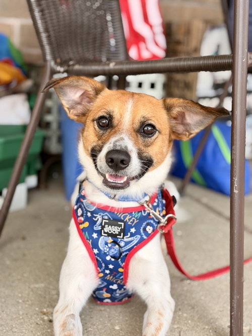 Dorito, a dog for adoption from REACH Rescue, Inc
