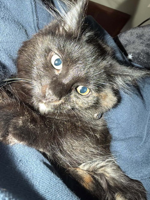 Raven, a cat for adoption from REACH Rescue, Inc