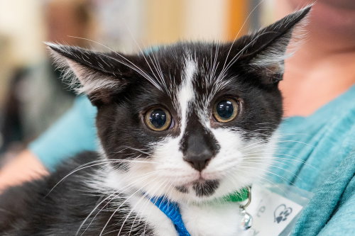 Hawkeye, a cat for adoption from REACH Rescue, Inc