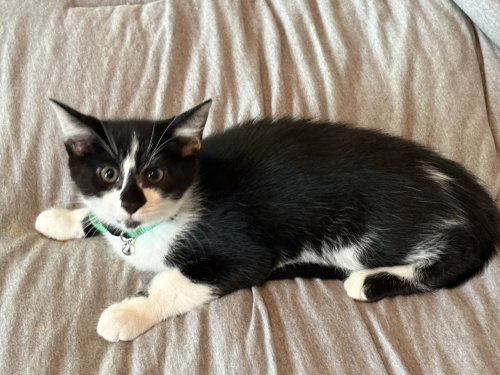 Photo 3 of Hawkeye