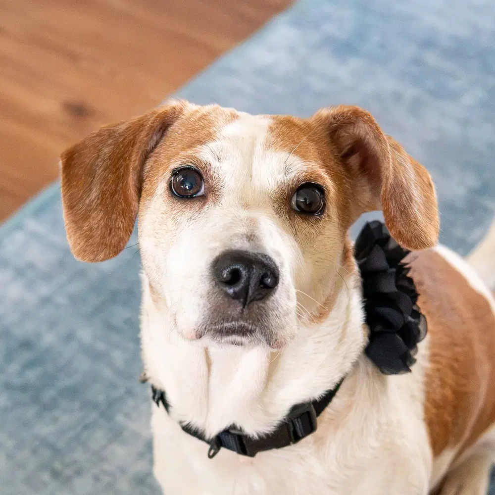 Bea - Beagle