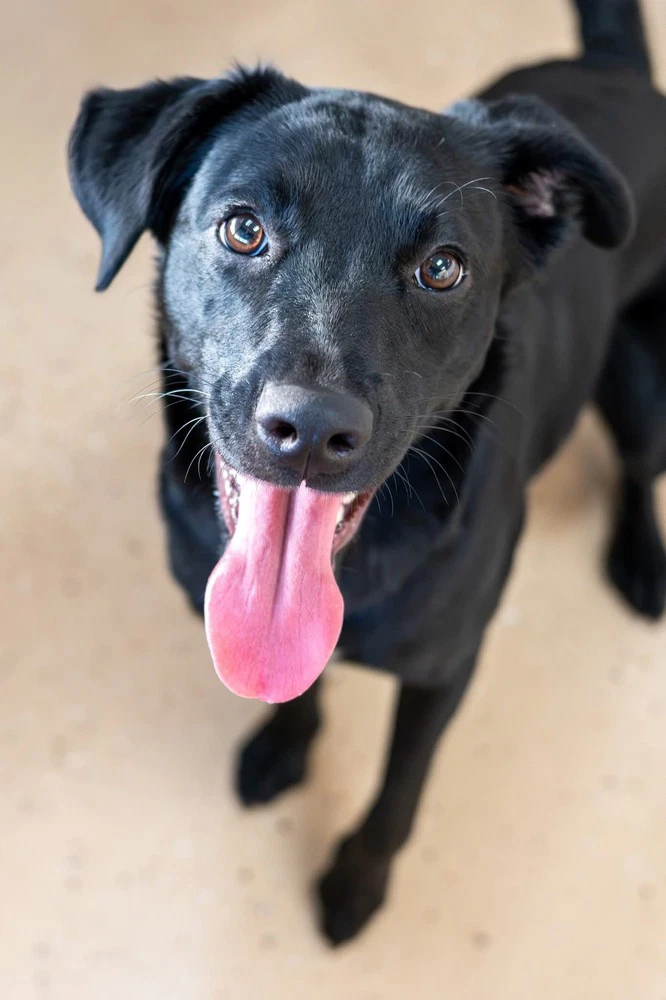 Pita