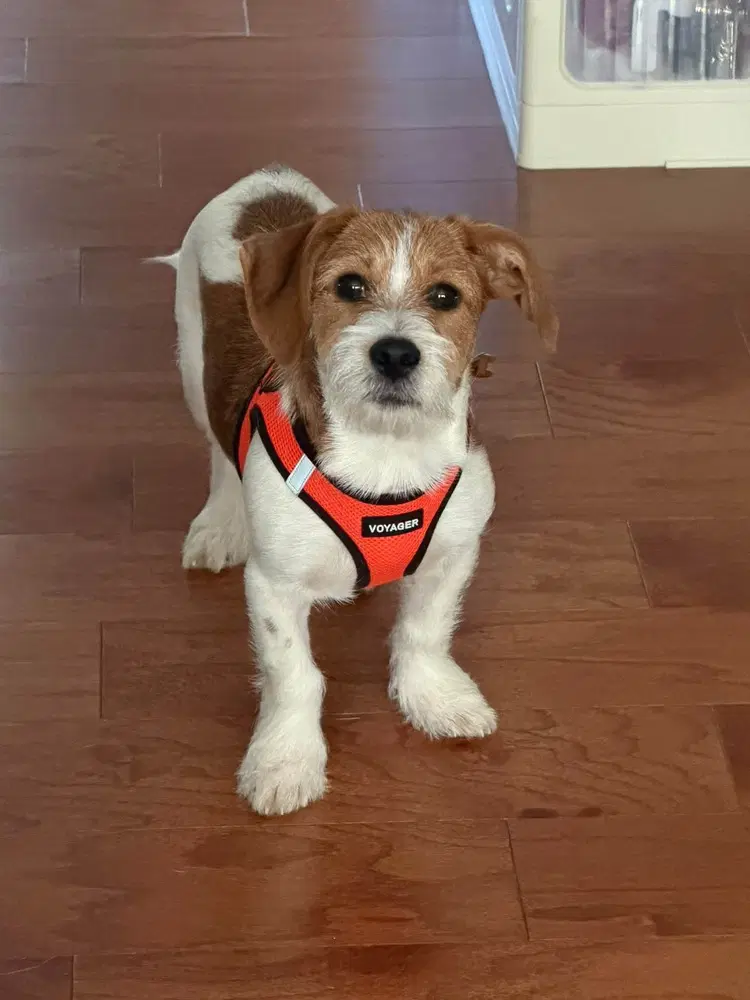 Miles Morales - Terrier