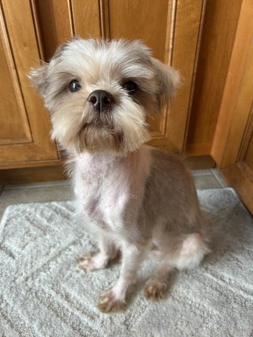 Phillip, a dog for adoption from REACH Rescue, Inc