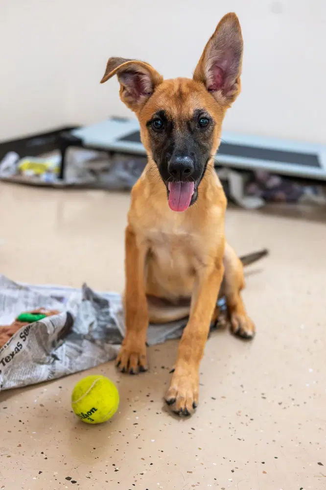 Dora - Shepherd