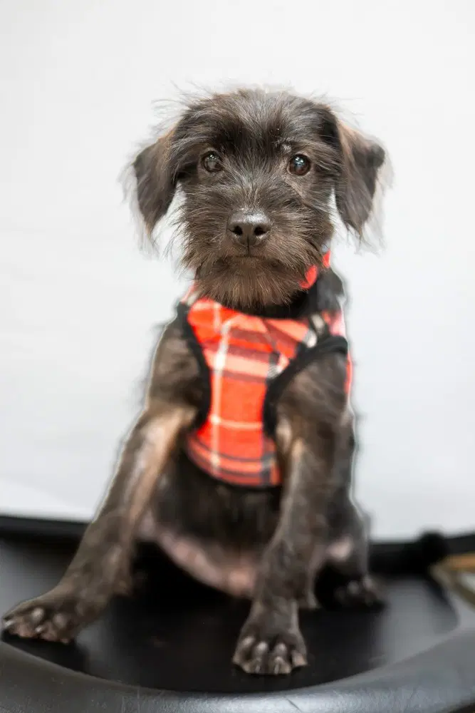Bart Simpson - Terrier