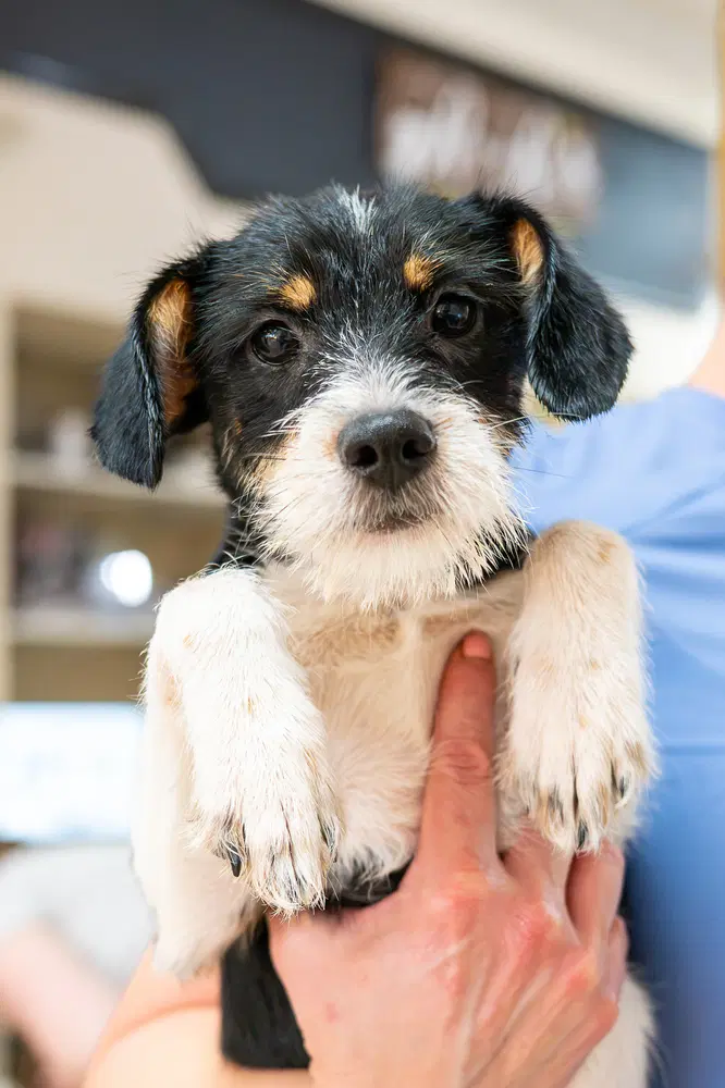 Jethro - Terrier