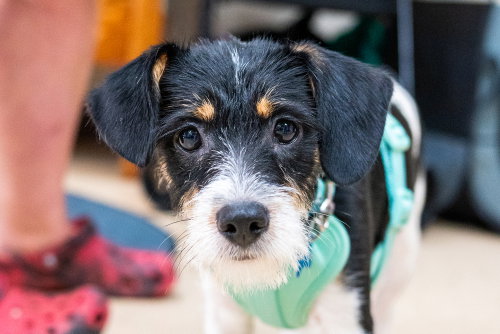 Jethro, a dog for adoption from REACH Rescue, Inc