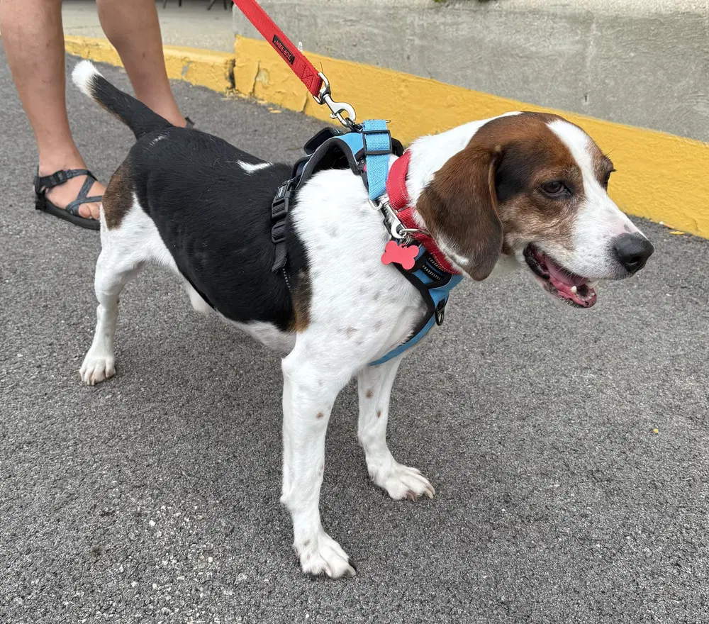 Bogart - Beagle