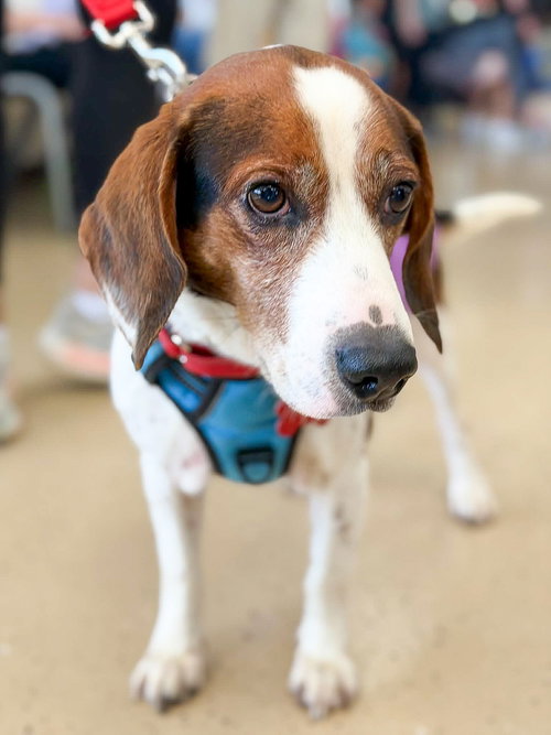 Bogart, a dog for adoption from REACH Rescue, Inc