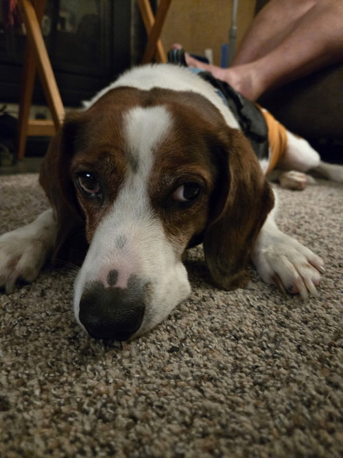 Photo 3 of Bogart