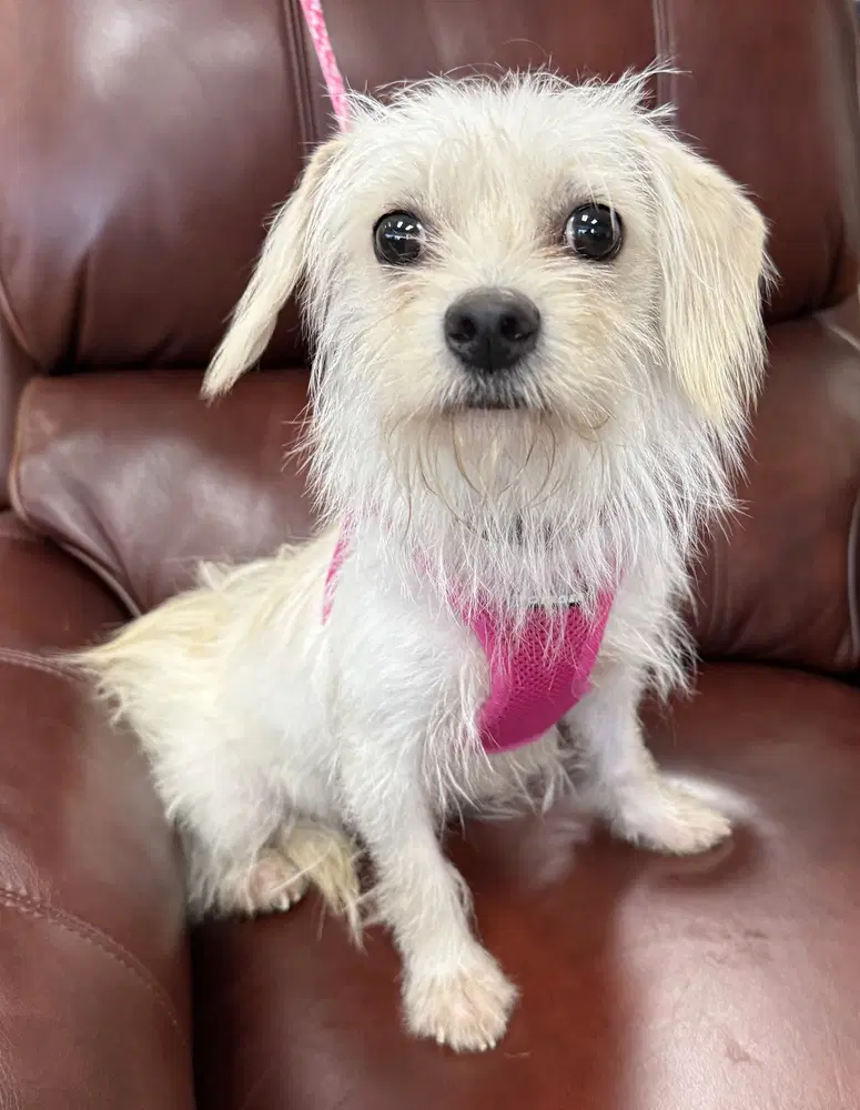 Carolina - Maltese