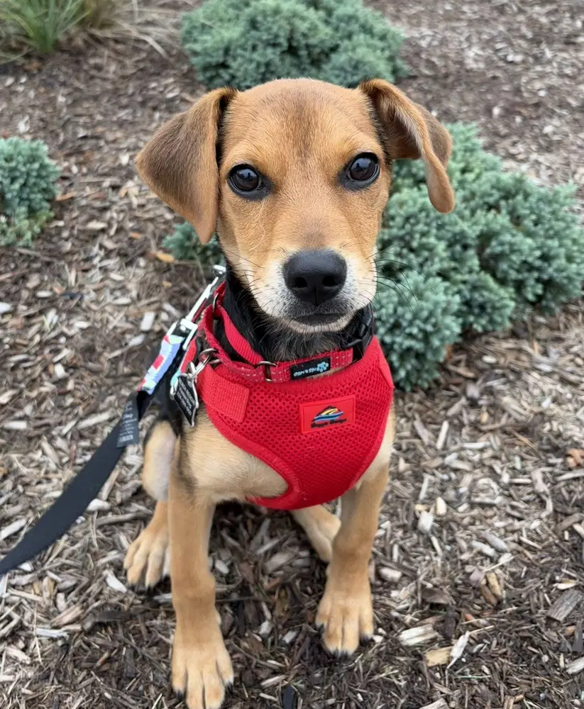 Kimi Antonelli - Beagle