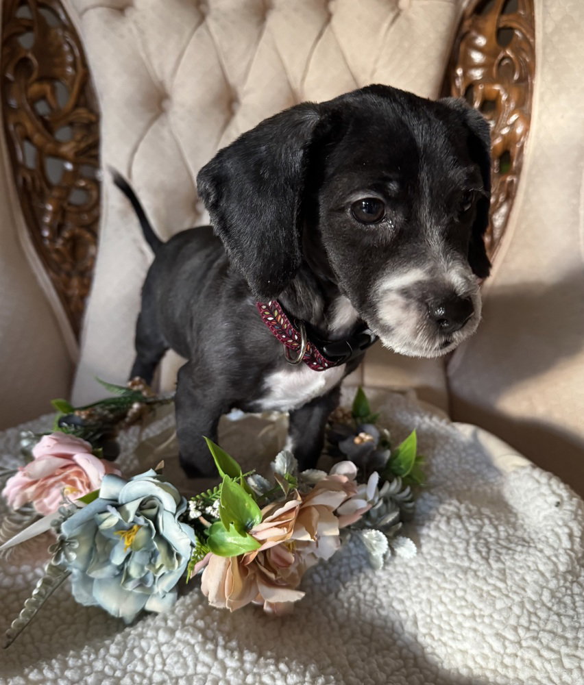 Arlene, Cocker Spaniel