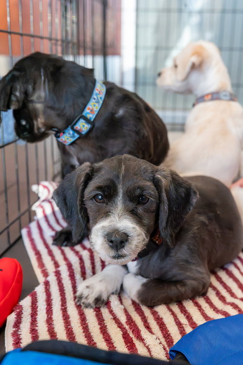 Arlene, a dog for adoption from REACH Rescue, Inc