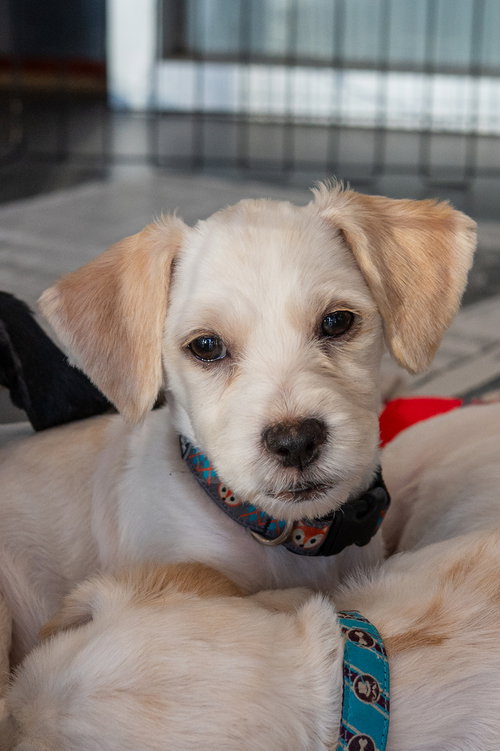 Farley, a dog for adoption from REACH Rescue, Inc