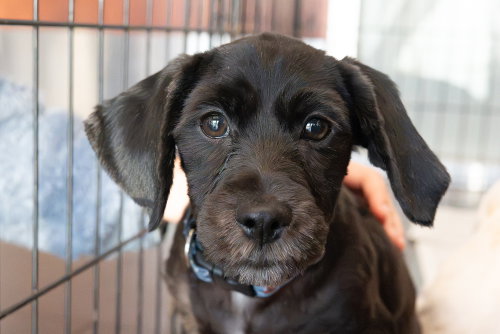 Iggy, a dog for adoption from REACH Rescue, Inc