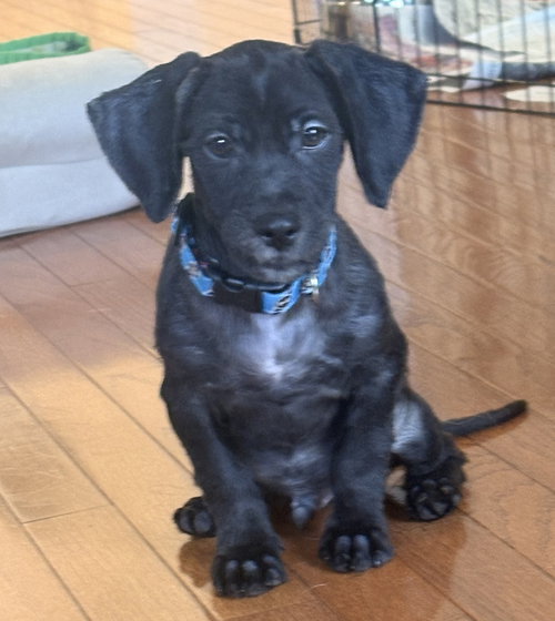 Photo 3 of Iggy